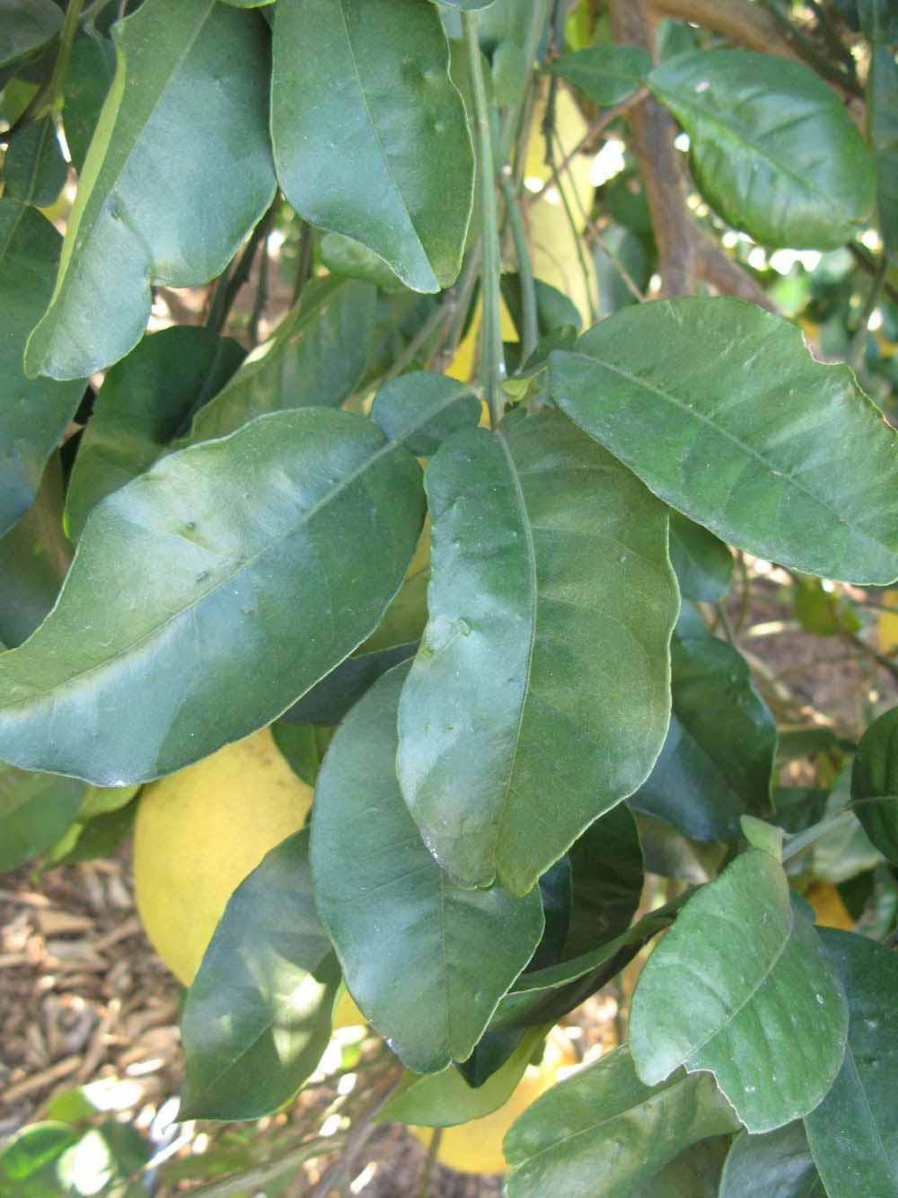            Shade leaves (Winter Haven, FL)   